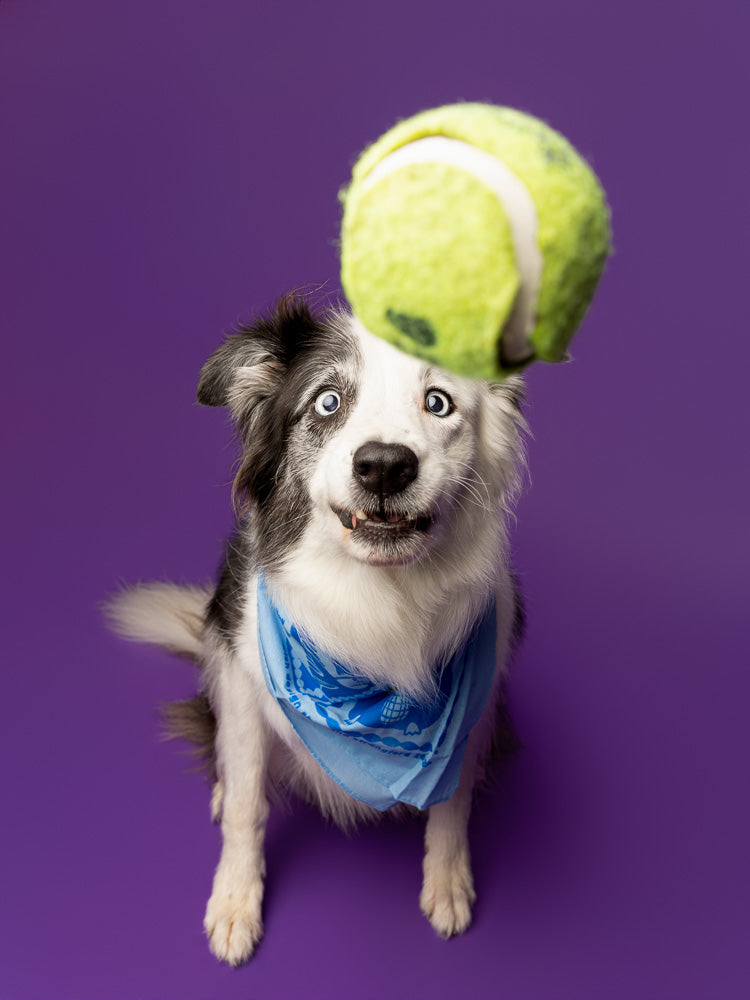 Wee Pets 2027 Calendar